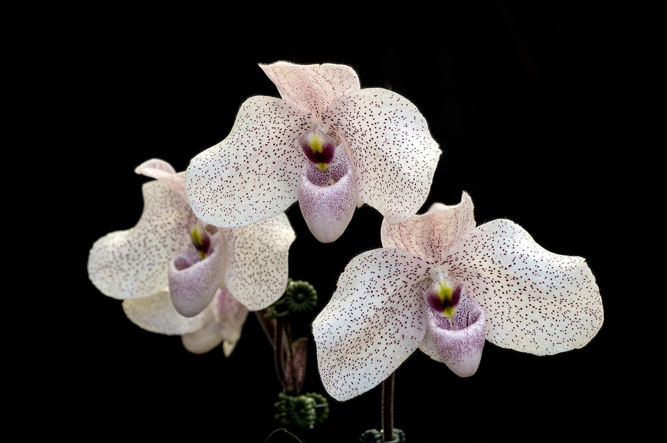 Paph Vanda M. Pearman Slippertalk Orchid Forum